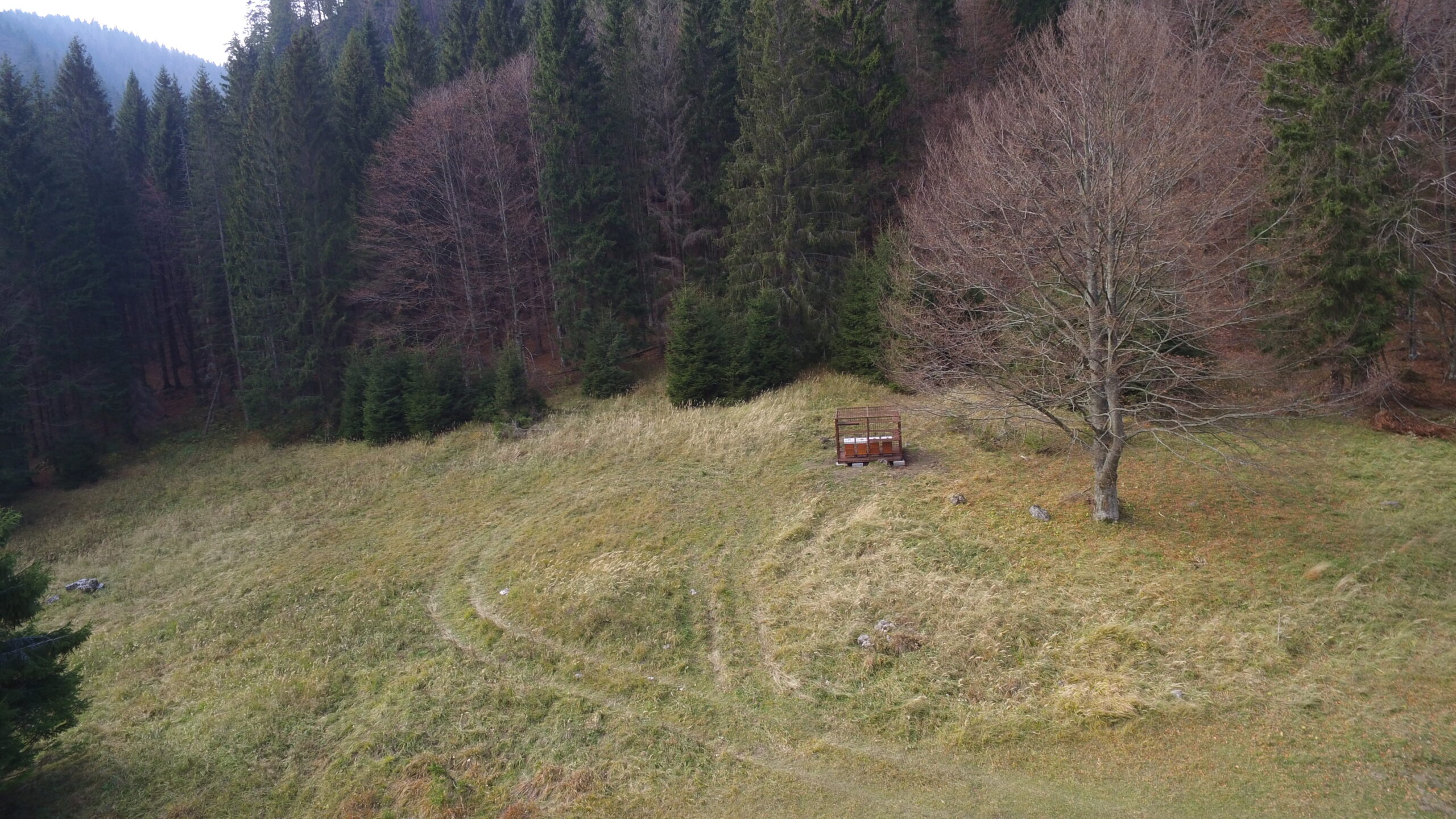 carnicafatra chov